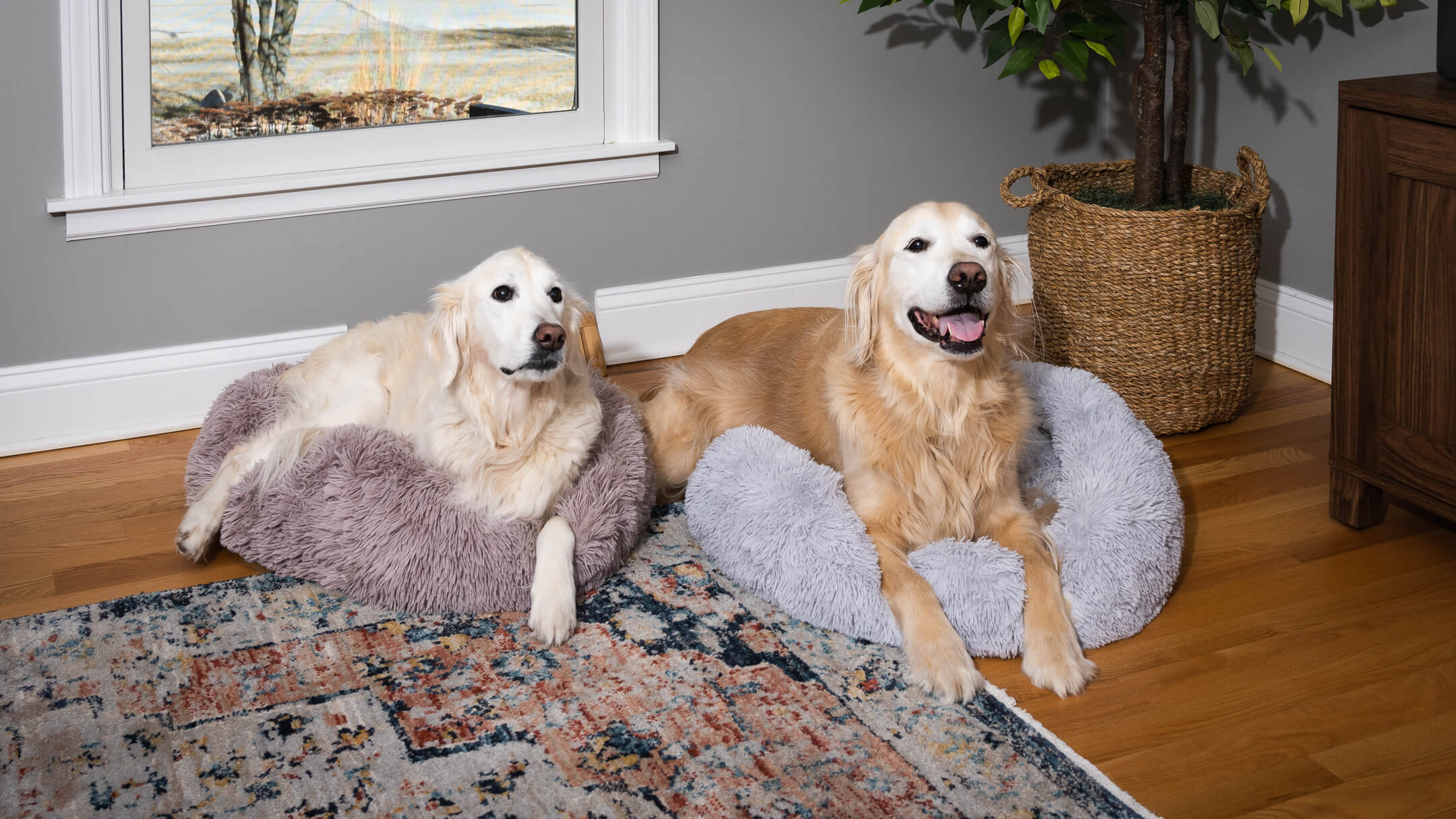 Two Golden Retrievers resting on pet beds