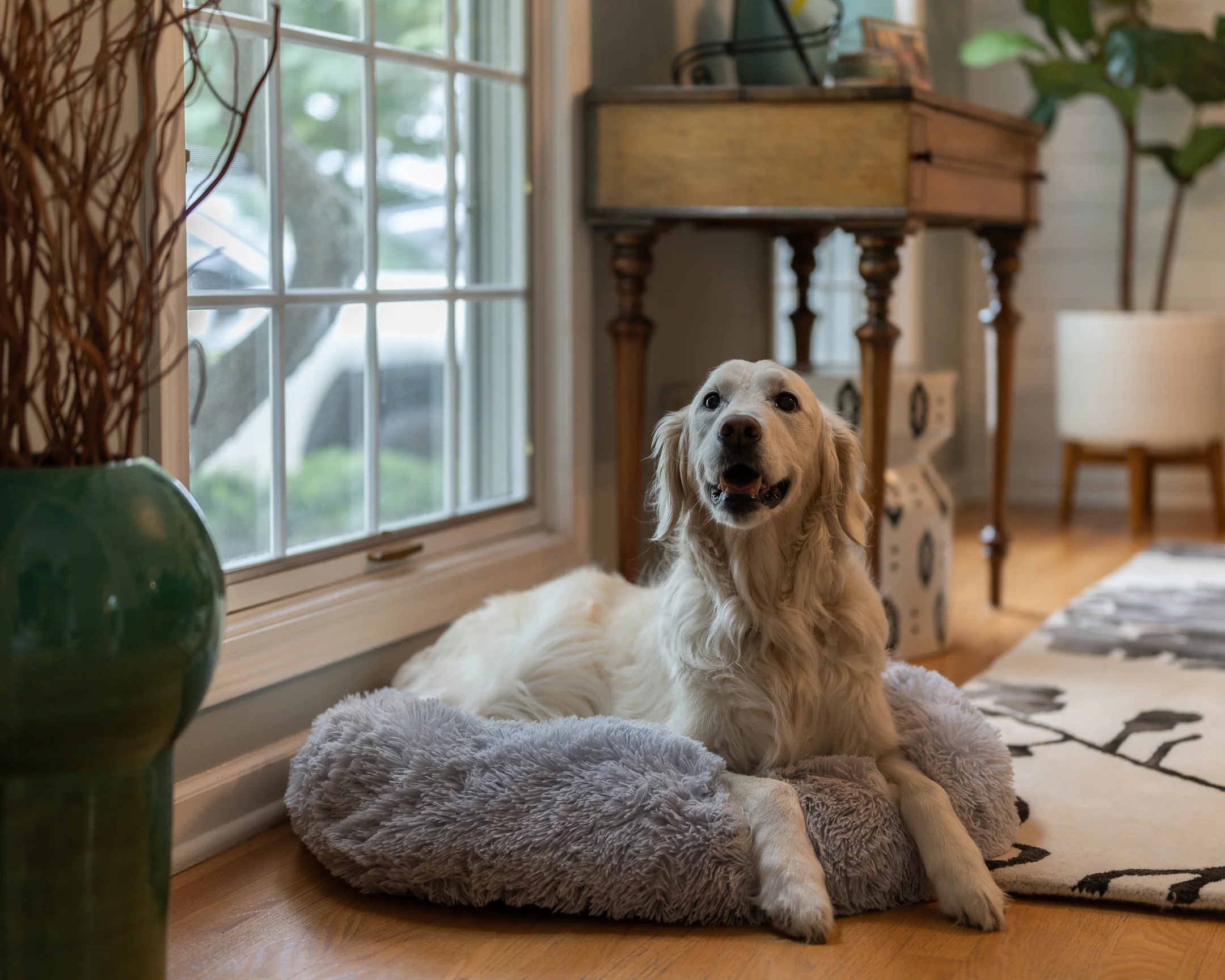 Dog resting on a bed by the window