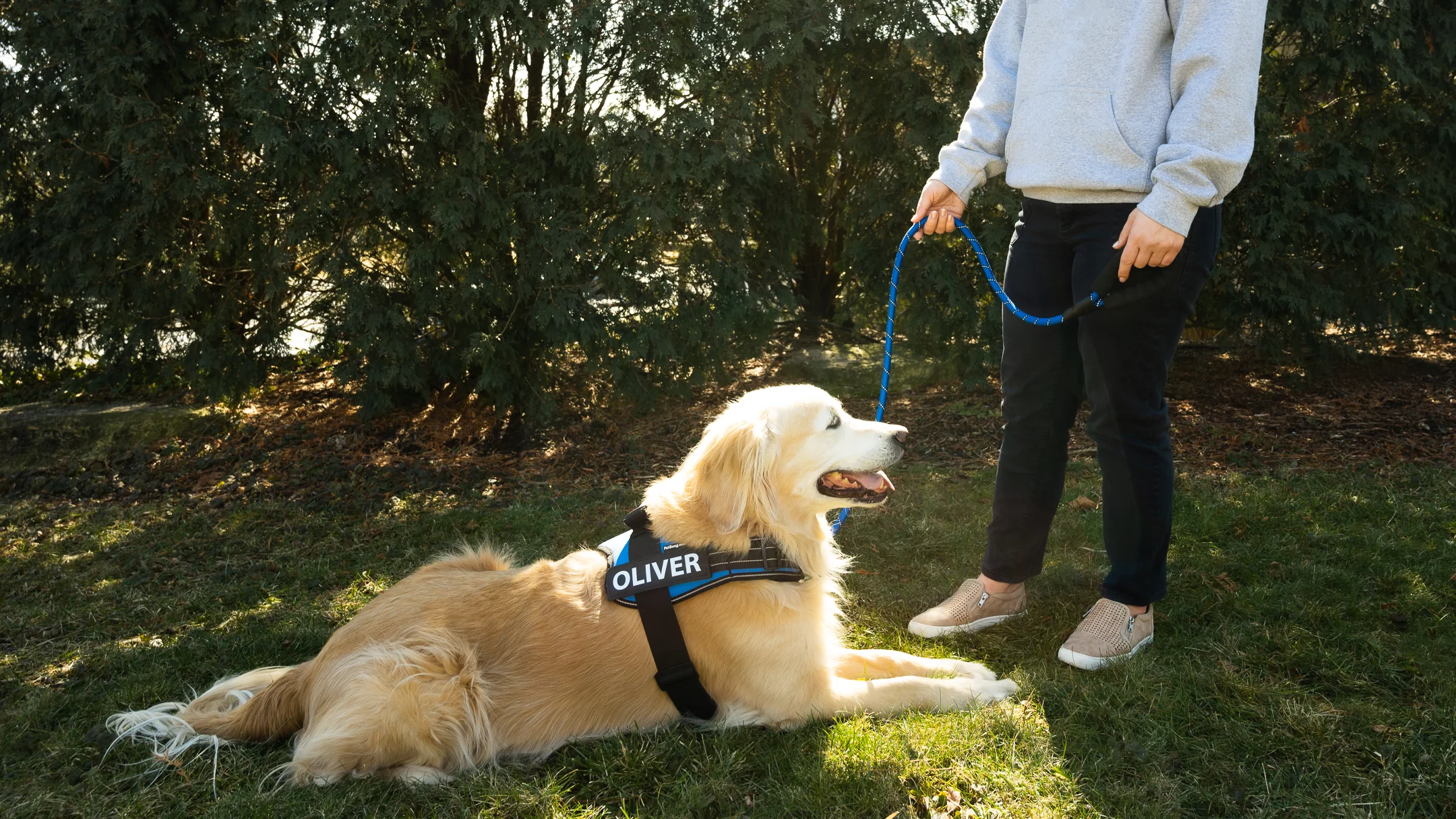 Dog on a walk
