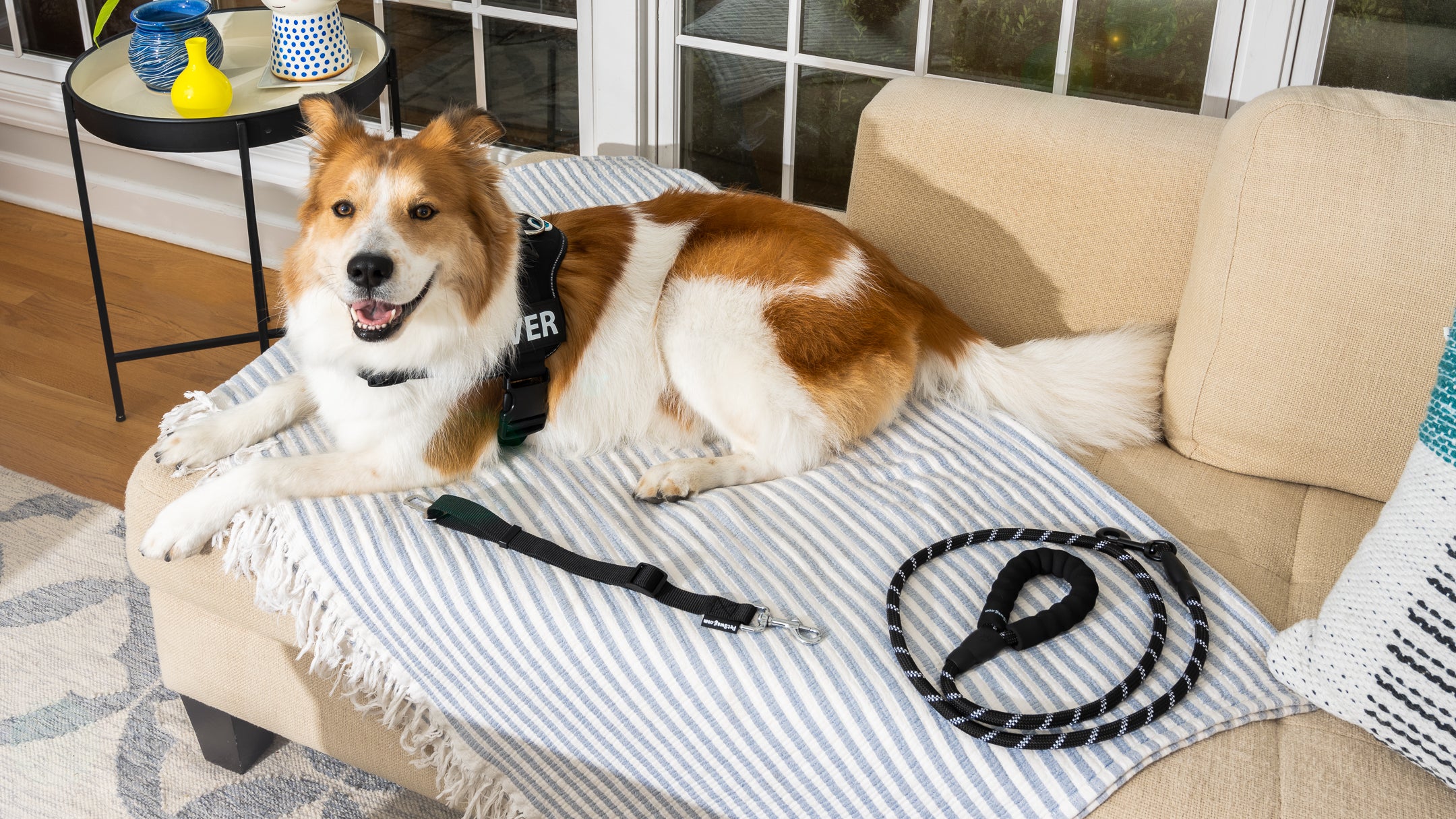 Dog resting on a couch